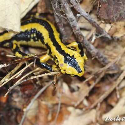 Salamandre tachetée fastueuse des pyrènees ( Salamandra salamandra ssp: fastuosa )