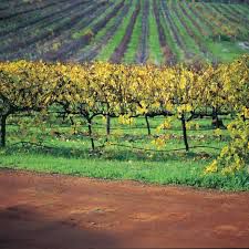 #Grenache Producers Swan Valley Vineyards Australia