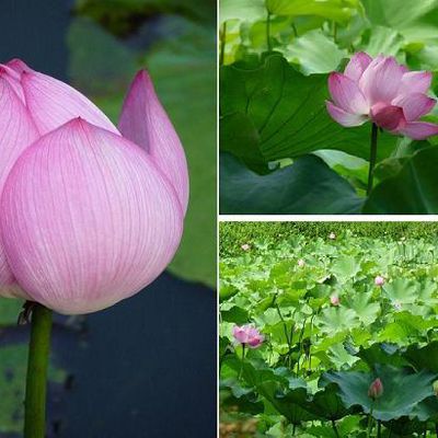 Montage photos fleurs de lotus