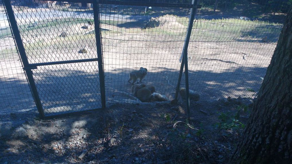 Visite du parc animalier d'Auvergne