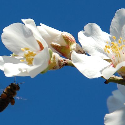 Sous le vol de l'abeille qui butine les fleurs d'amandier