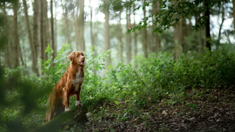 Ouverture de la chasse : protéger son chien en promenade