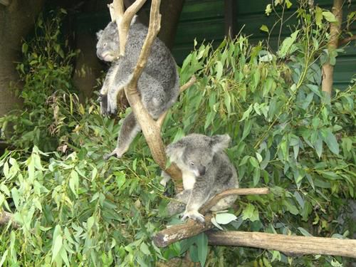 Hier die zweite Ladung an Bildern vom Australia Zoo sowie brandneu von der Lone Pine Koala Sanctuary - enjoy!!!!