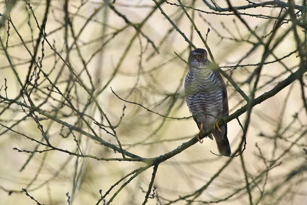 Epervier d'Europe (Accipiter nisus).