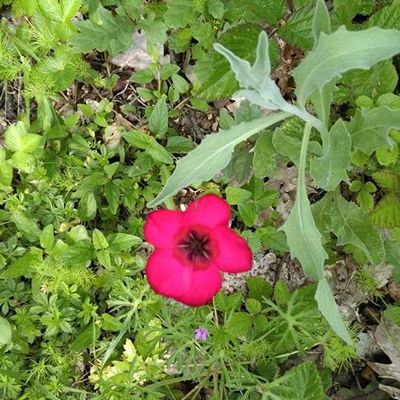 Visite du jardin de Sophie et Denis