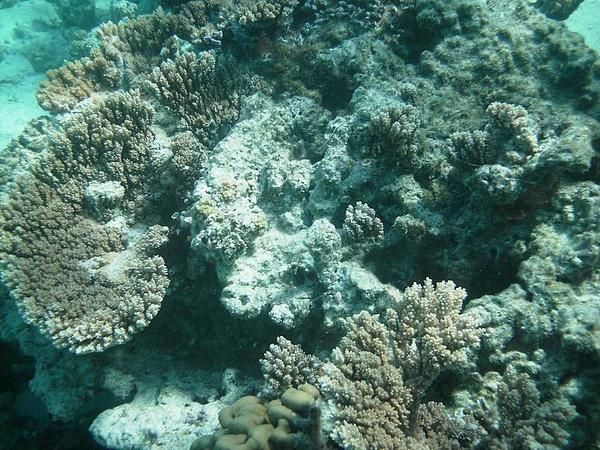  Trois jours sur Moorea, détente aux Tipaniers, plongées et randonnée. 