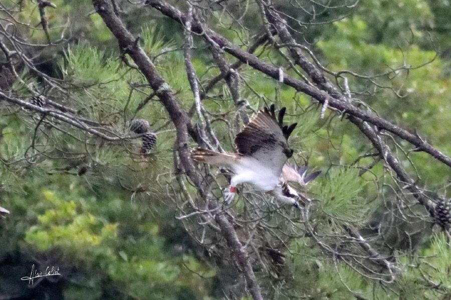 Balbuzard pécheur à Ondres et au marais d'Orx