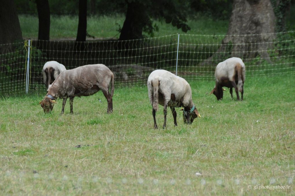 Eco pâturage à l'abbaye de Maubuisson à Saint-Ouen l'Aumône