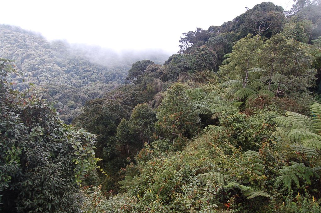 Album - Cameron-highlands