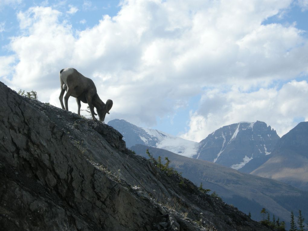 Album - Canada