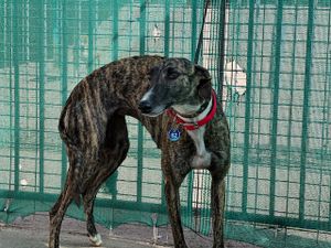 levrier galguita d'espagne 2 ans tres gentille a l'adoption chez sos chiens galgos