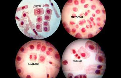 MITOSIS