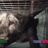 Fourrure torture - la souffrance des renards
