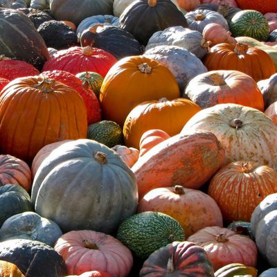 Guide des variétés de courges