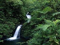 La Réserve de Monteverde au Costa Rica subjugue par sa beauté et sa grande biodiversité. Sculptées par le vent, les forêts tropicales livrent des arbres qui semblent toucher le ciel, ornés d'orchidées, des broméliacées, fougères et plantes grimpantes...  