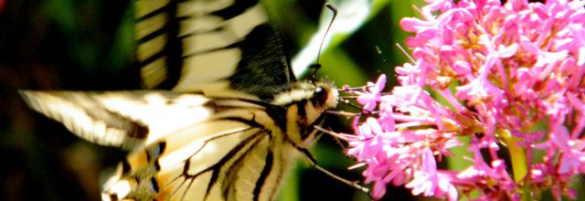 Le vol gourmand du papillon : Papilio machaon