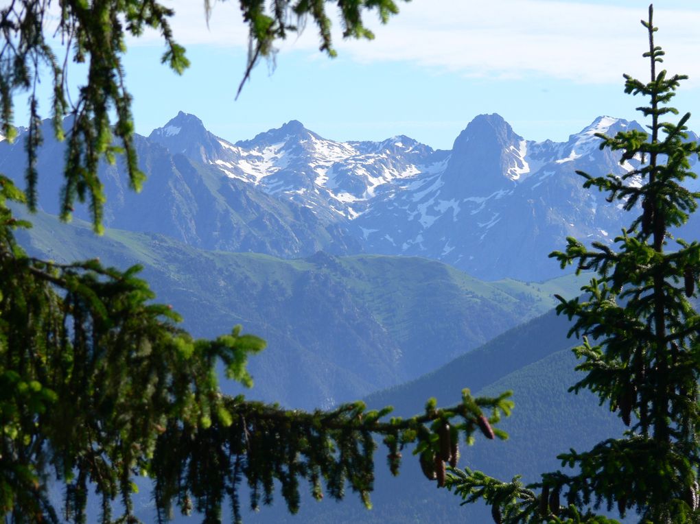 La flore du Mercantour