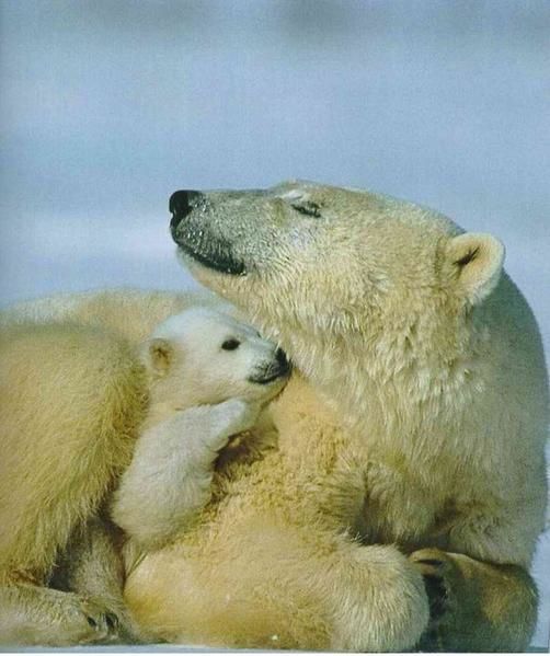 Images d'ours polaire