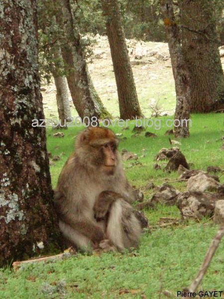 macaques de Barbarie (Macaca sylvanus) ou singe magot, dans une forêt de cèdres du moyen-Atlas marocain