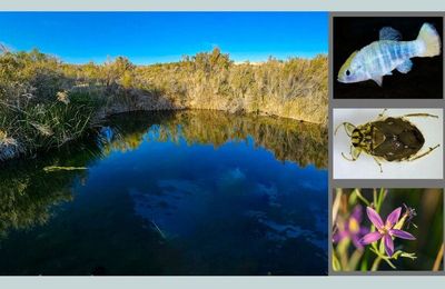 Ash Meadows, refuge faunique, Nevada : Le train d'enfer du gouvernement Biden détruit le Nevada avec l'extraction du lithium