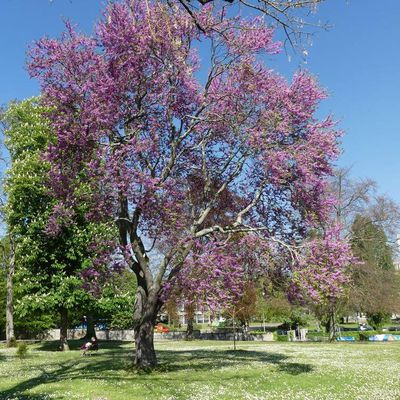 Les arbres remarquables de l'hôpital Charles Perrens...