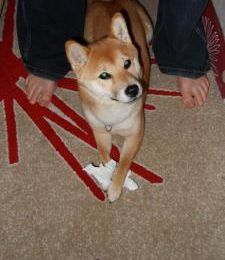 Quand Shiba fait des bêtises