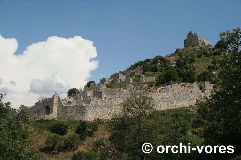 Les orchidées de crussol mai 2011