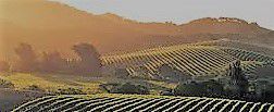 #Tocai Friulano Producers Sonoma Valley Vineyards California