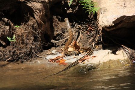 thailande umphang la jungle, les cascades magique