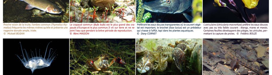 Découvrez la biodiversité avec DORIS; faune et flore dulcicoles de France métropolitaine