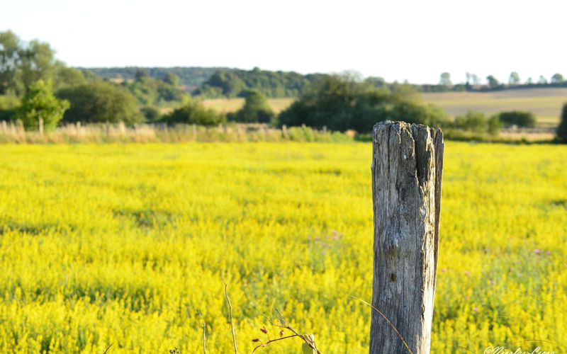 Au coin d'un chemin