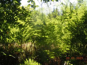 Corrèze in Summer