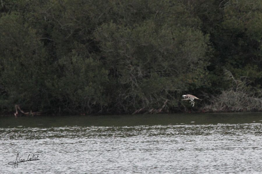 Balbuzard pécheur à Ondres et au marais d'Orx