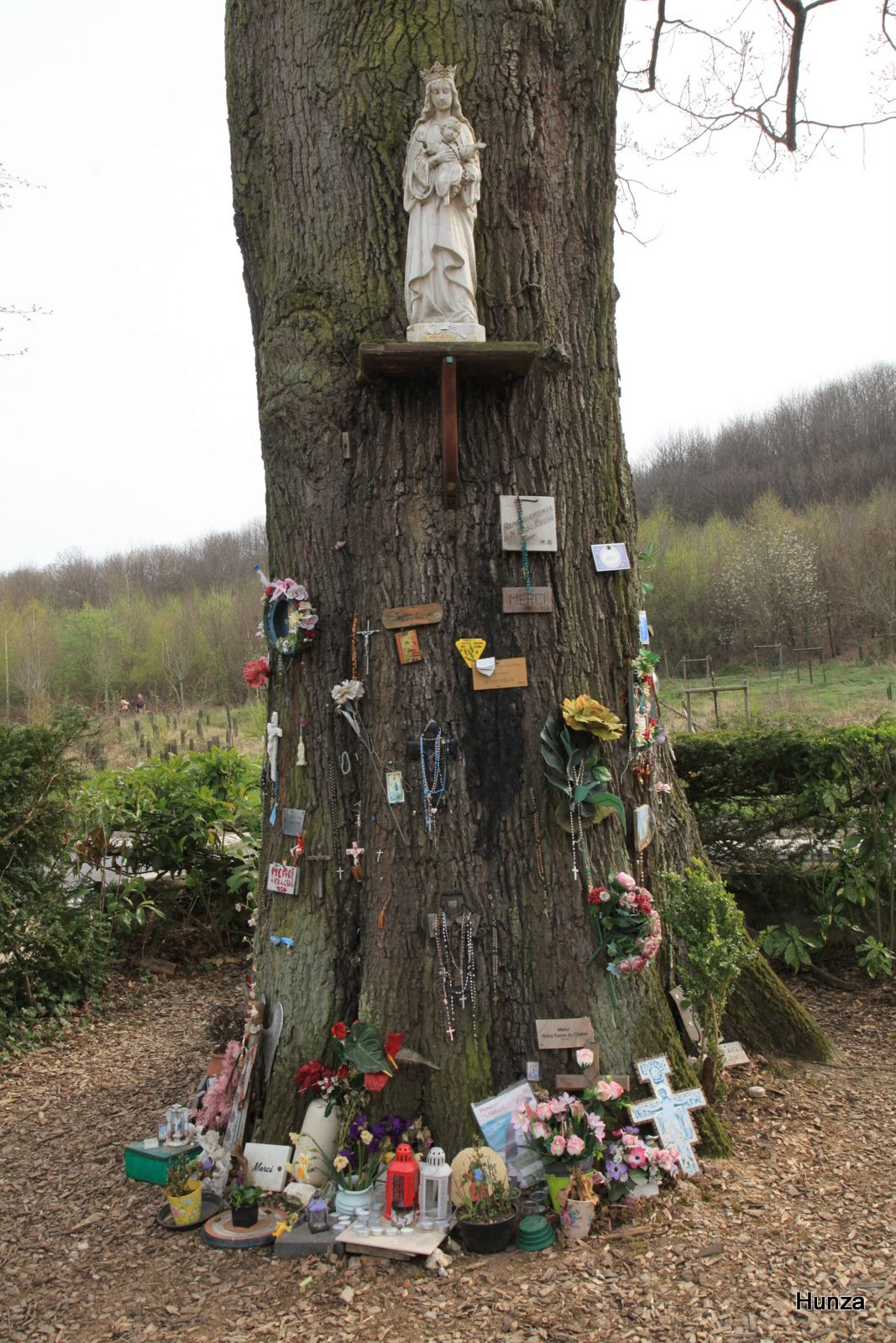 Forêt de Meudon, chêne de la Vierge