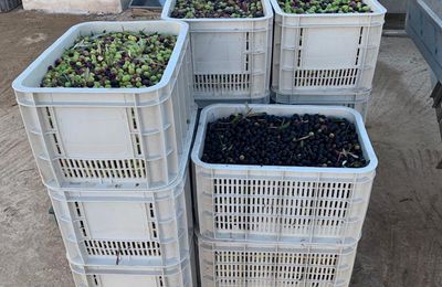 Huile d’olives d’Essaouira 