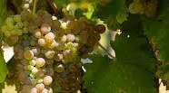 #White Blend Wine Producers Illinois Vineyards