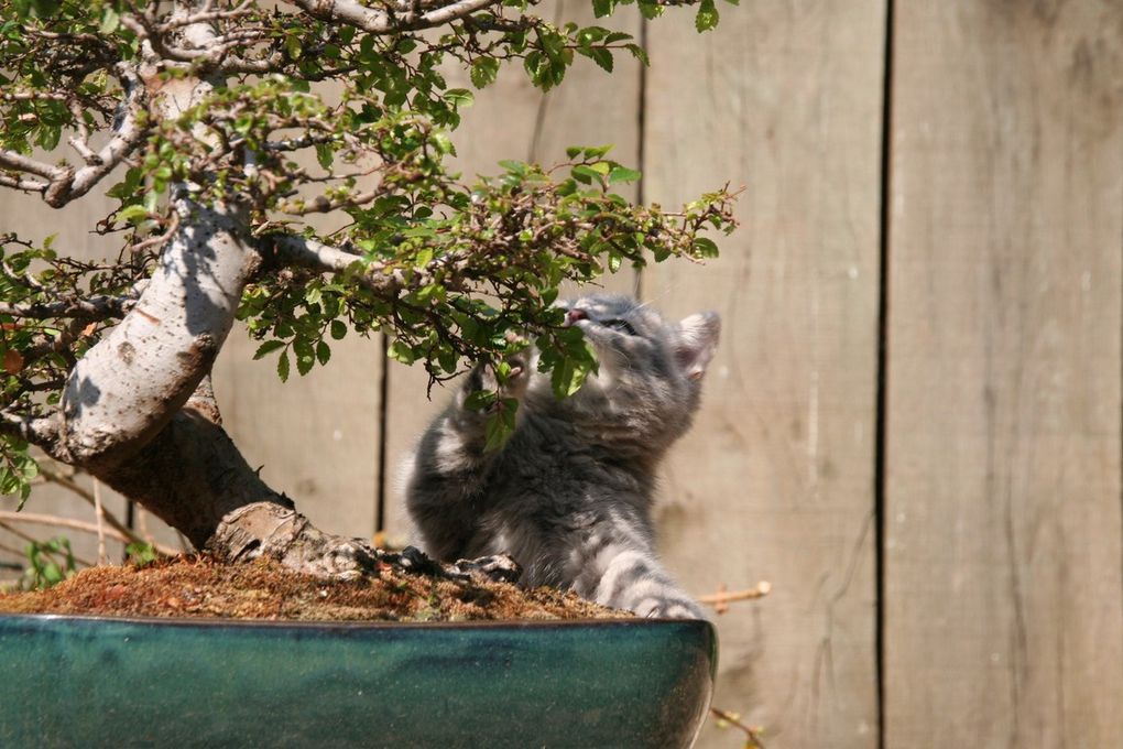 Portée de deux chatons.
(Chaussette + Dwayne)