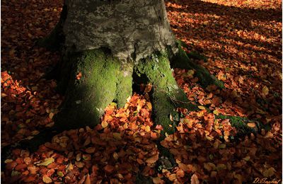 Ombre et lumière