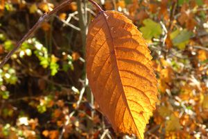 A l'ombre d'une feuille