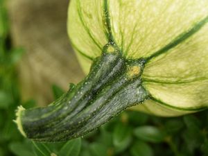 curcurbita pepo (à gauche) : la queue du fruit est dure et anguleuse. Cucurbita maxima (à droite) la queue du fruit est ronde et deviendra liégeuse à maturité.