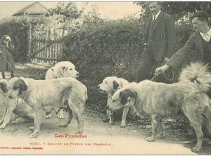 Les auxilliaires de l'agriculture : border-collie et le berger des Pyrénées mais sur cette carte, ils ont le temps de grandir ! Carte postale 3 : patou pur des Pyrénées 1900 ; 1912 : chiens patous avec leurs maîtres.