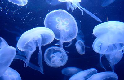 Las medusas son más antiguas que los dinosaurios