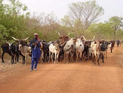 Les chambres agricoles du Niger lancent une campagne contre la réduction des terres pastorales