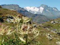 De l'autre côté du col on retrouve le Mont Pourri.  Le lac Noir sous le Bec de l'Âne.