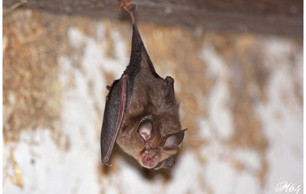 Chauve-souris : Le fer-à-cheval