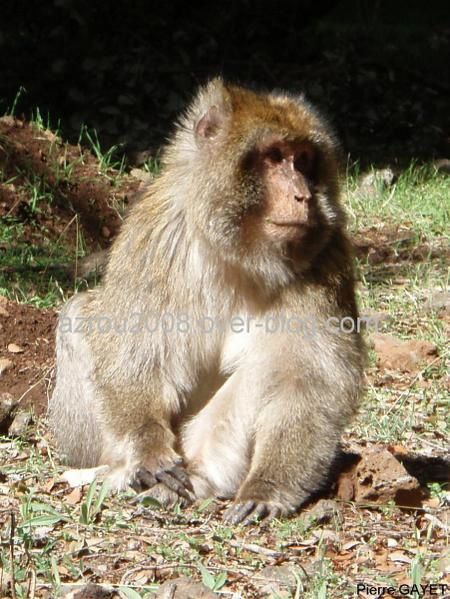 macaques de Barbarie (Macaca sylvanus) ou singe magot, dans une forêt de cèdres du moyen-Atlas marocain