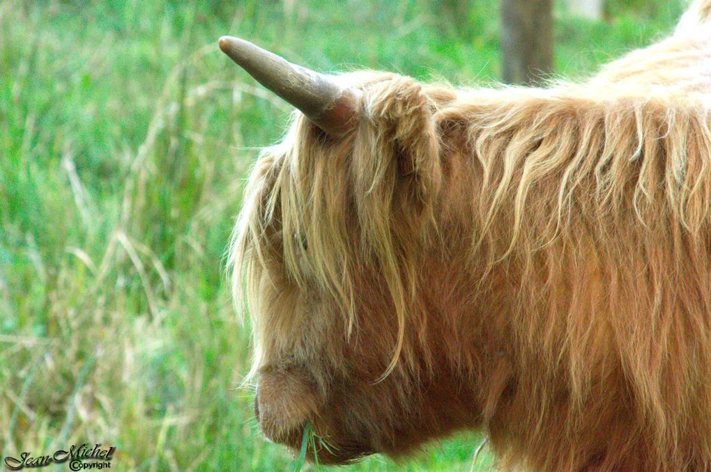 Vaches highland .