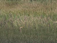 Ardea alba / Ardea purpurea