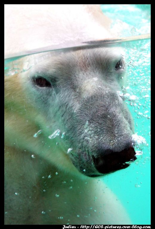 Photos du parc zoologique d'Amnéville prises durant l'année 2009.