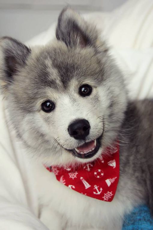 POMSKY POMSKIES HUSKYRANIAN POMERANIAN CROSS HUSKY more about them here : http://shiba.fr